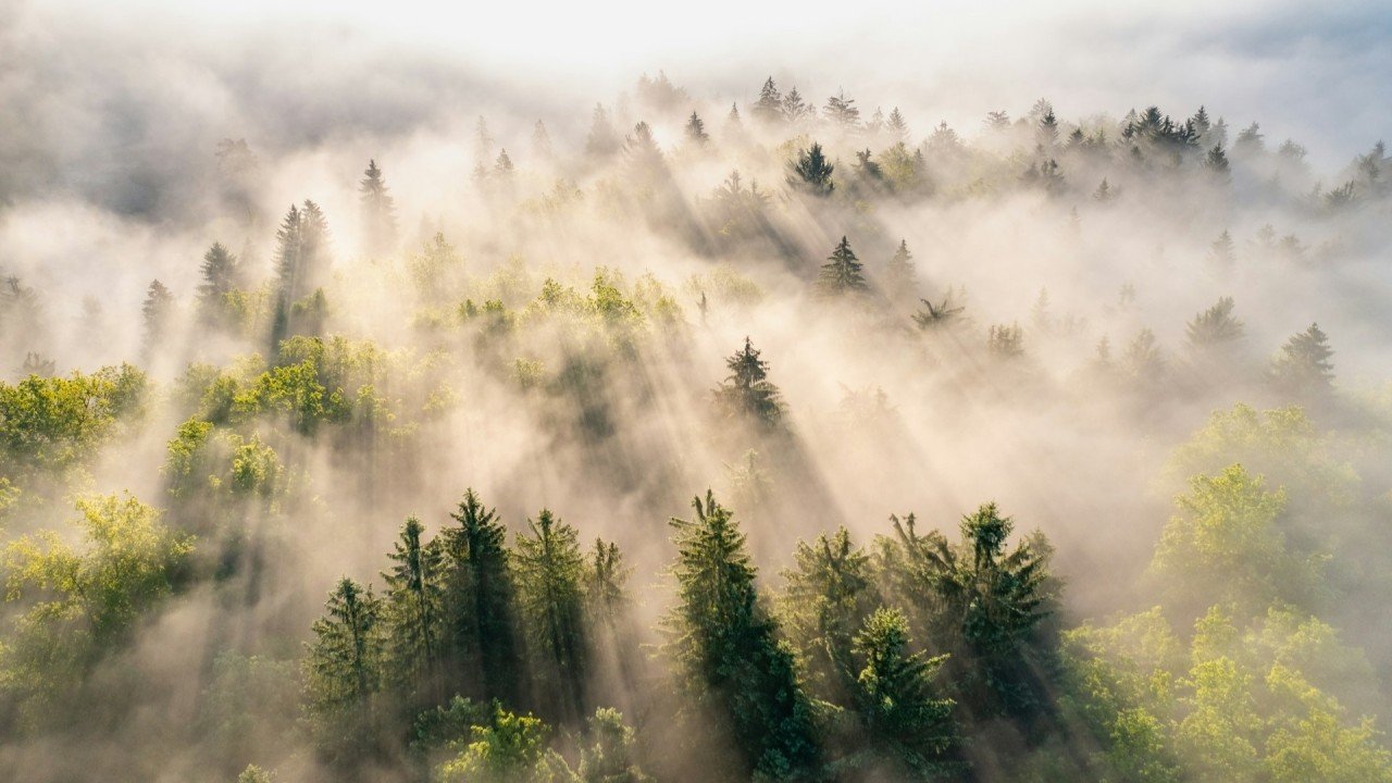 Morning sunlight breaking through mist over a forest canopy, light finding its way through the middle layer