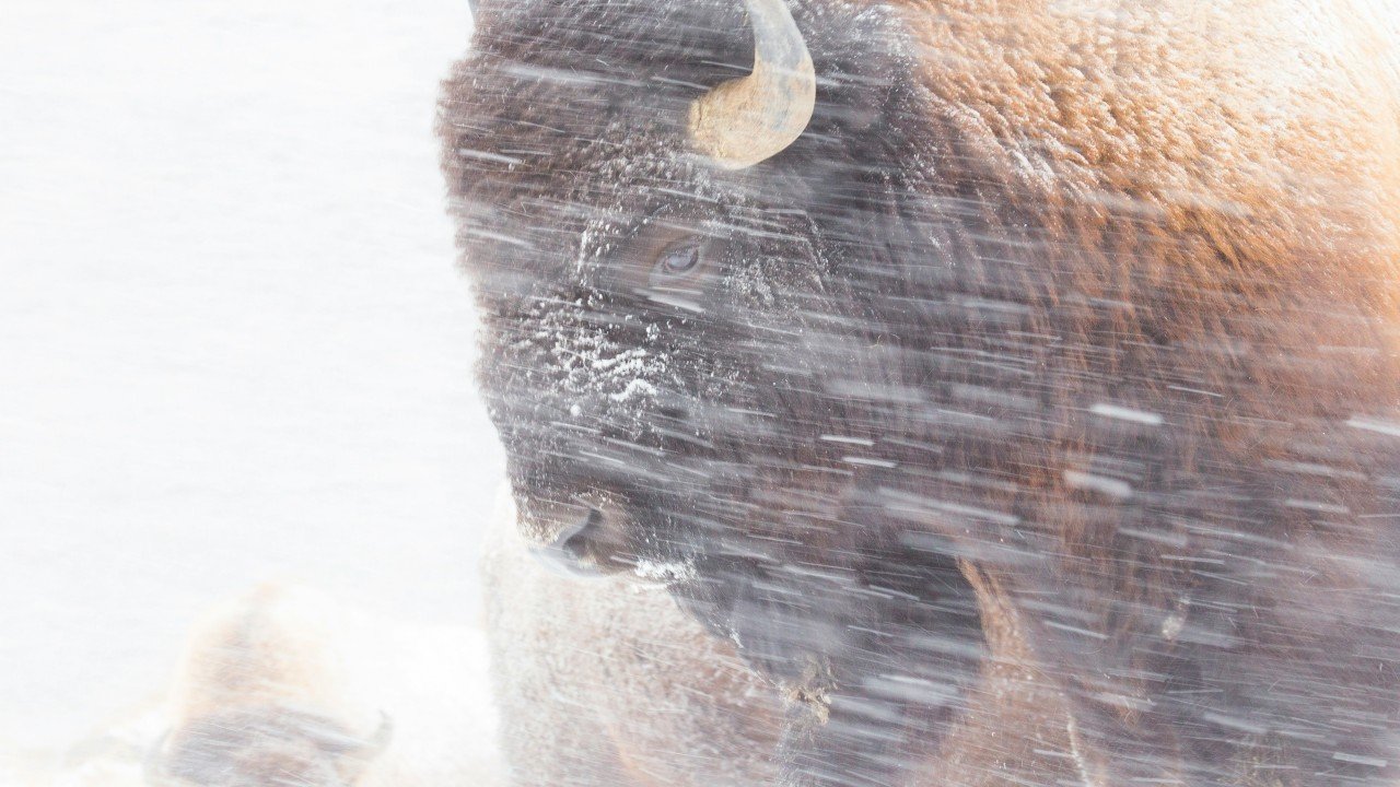 A bison facing into a blowing snowstorm, head lowered, moving directly through the weather